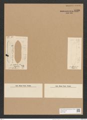 Nitzschia littoralis var. tergestina Grun. (de-Toni-Nr.: Genus 47, Species 2032) Zeichnungen Sammlung Grunow Nr. 4020 (NHMW-BOT-W0371825)